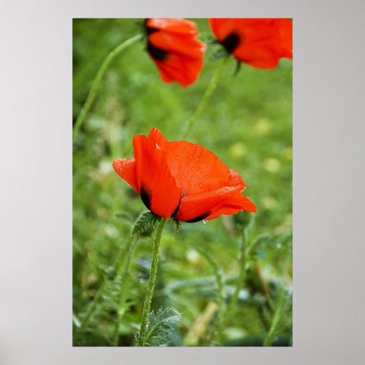 Impression encadrée de coquelicot (Devant)