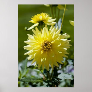 Impression encadrée de Dahlia Jaune