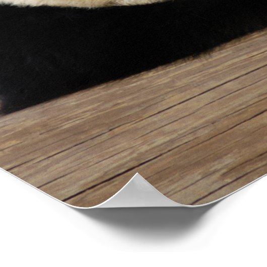 Impression encadrée de panda géant (Coin)