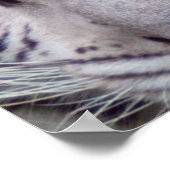 Impression encadrée de tigre blanc (Coin)