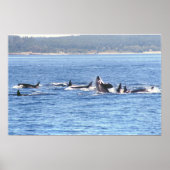 Impression encadrée Orca (Devant)
