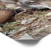 Impression encadrée Wolf (Coin)