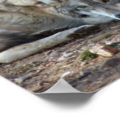 Impression encadrée Wolf (Coin)