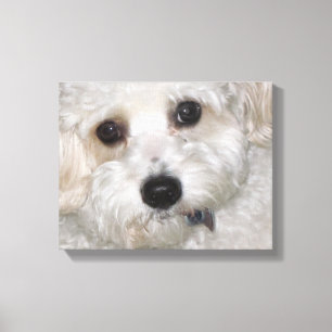 Impression enveloppée de toile Cavachon Chase