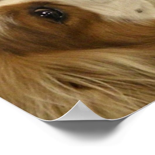 Impression espagnole Cavalier King Charlies (Coin)