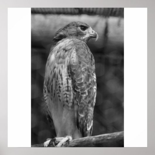 Impression Falcon B/W (Devant)