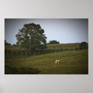 Impression fine d'art Lonely Cow