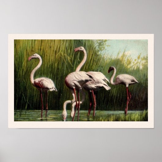 Impression Flamant rose rose Vintage (Devant)