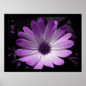Impression Fleur de marguerite violette (Devant)