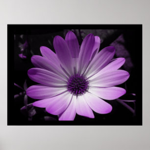 Impression Fleur de marguerite violette