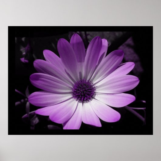 Impression Fleur de marguerite violette (Devant)