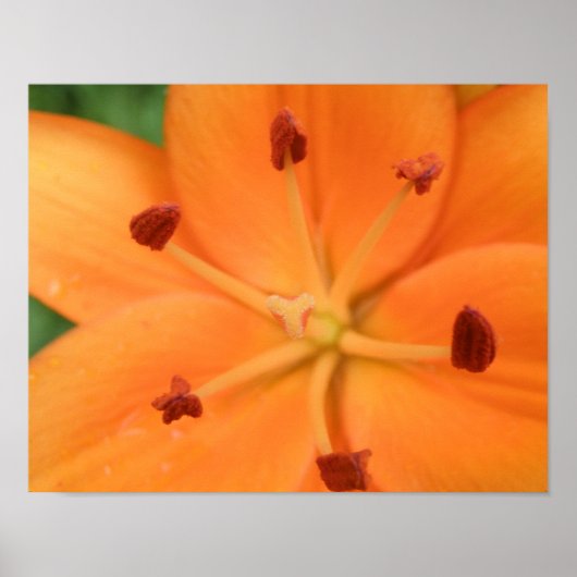 Impression florale de lys orange (Devant)
