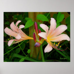 Impression florale de lys rose belladone botanique