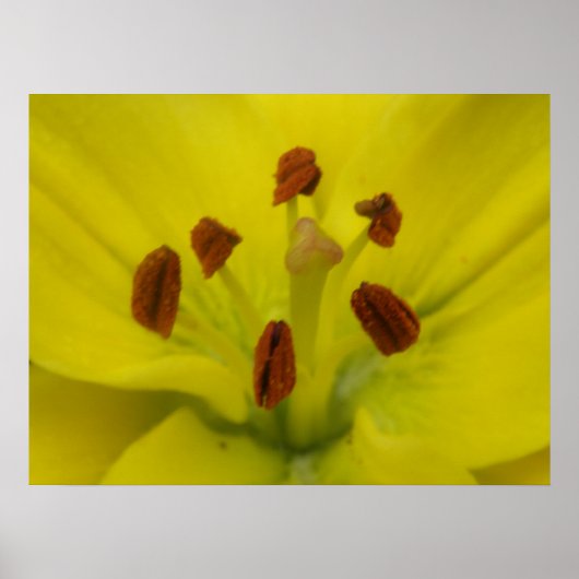 Impression florale jaune Lily (Devant)