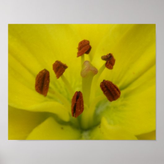 Impression Florale Lily Jaune (Devant)
