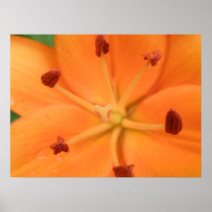 Impression Florale Lily orange