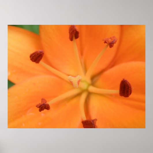 Impression Florale Lily orange (Devant)