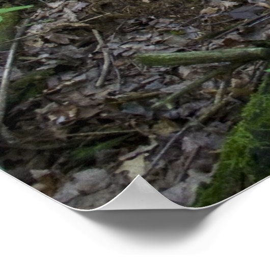 Impression forestière du Michigan (Coin)