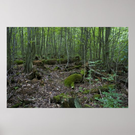 Impression forestière du Michigan (Devant)