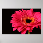 Impression Gerbera (Devant)
