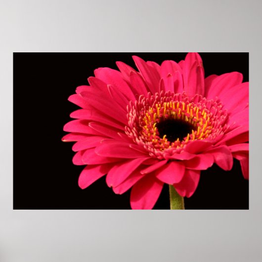 Impression Gerbera (Devant)