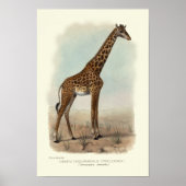 IMPRESSION GIRAFFE (Devant)