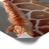 Impression Giraffe et Baby (Coin)