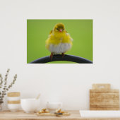 Impression Goldfinch (Cuisine)