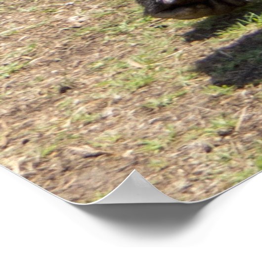 Impression Gorilla Silverback (Coin)