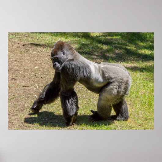 Impression Gorilla Silverback (Devant)