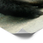 Impression Gorilla Silverback (Coin)