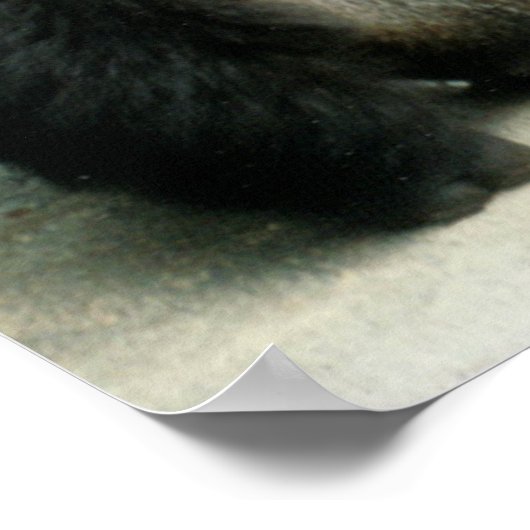 Impression Gorilla Silverback (Coin)