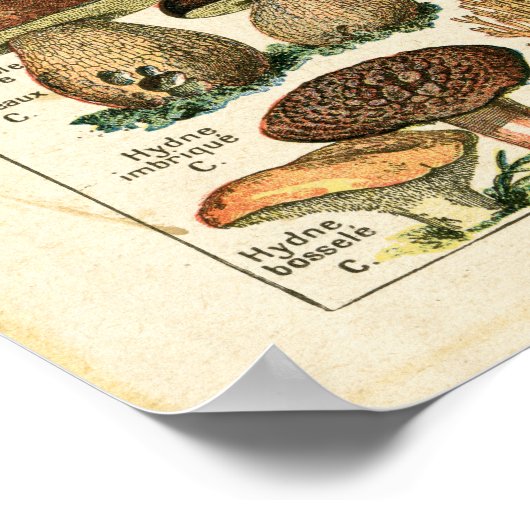 Impression graphique des champignons français anci (Coin)