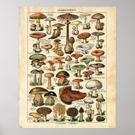 Impression graphique des champignons français anci (Devant)