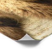 Impression grizzly Bear (Coin)