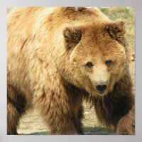 Impression grizzly Bear