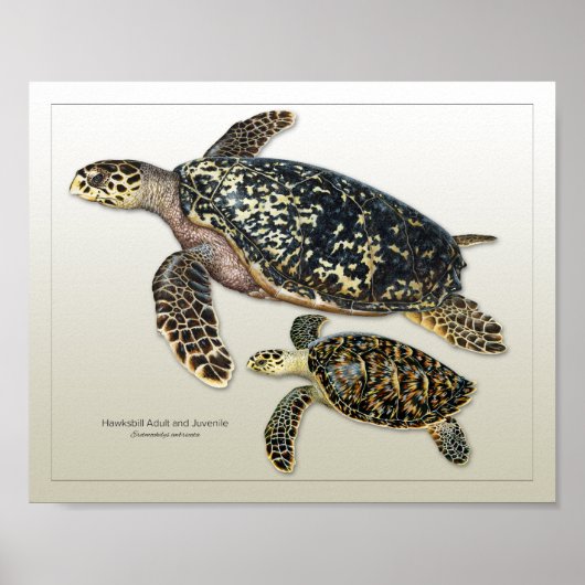 Impression Hawksbill pour adultes et adolescents (Devant)