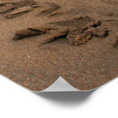 Impression Hawksbill Turtle Trek (Coin)