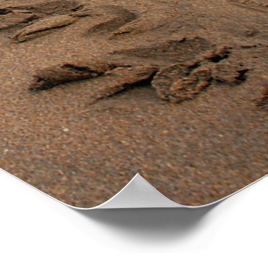 Impression Hawksbill Turtle Trek (Coin)