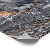 Impression Holland Lop (Coin)