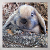 Impression Holland Lop (Devant)