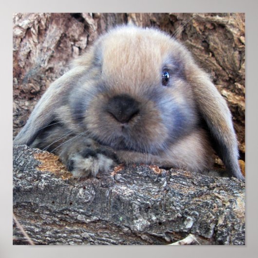 Impression Holland Lop (Devant)