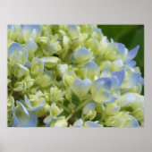 Impression Hydrangea (Devant)