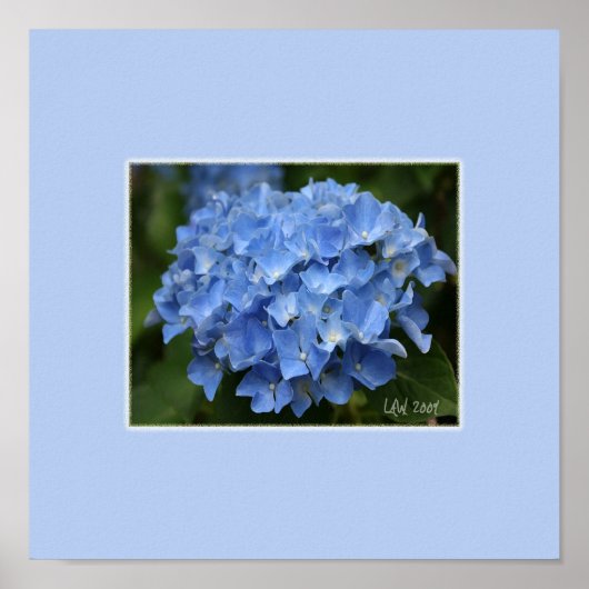 Impression Hydrangea (Devant)