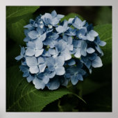 Impression Hydrangea Bleue 8515 (Devant)