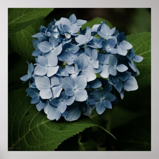 Impression Hydrangea Bleue 8515 (Devant)