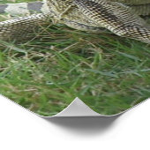 Impression Iguana (Coin)