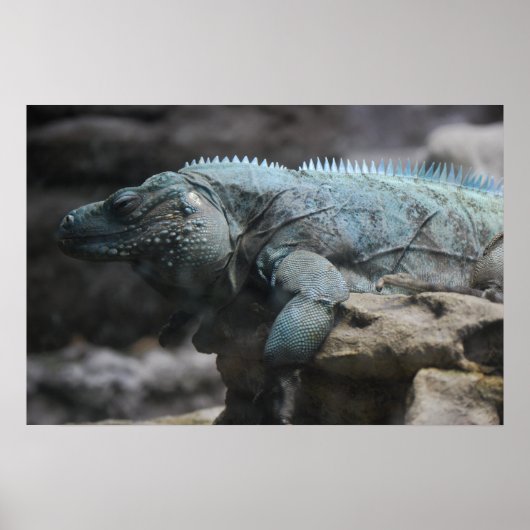 Impression Iguana bleue (Devant)