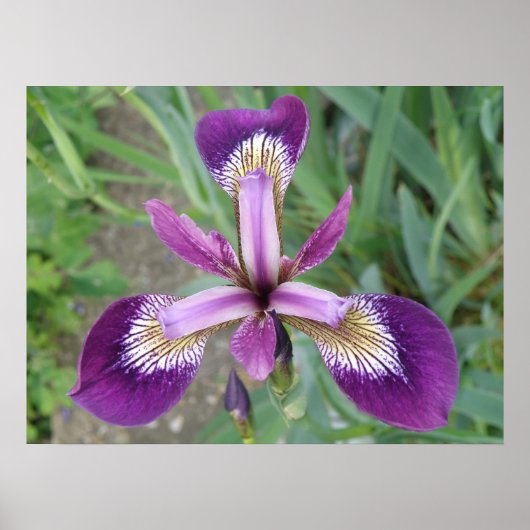 Impression Iris violet (Devant)