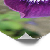 Impression Iris violet (Coin)